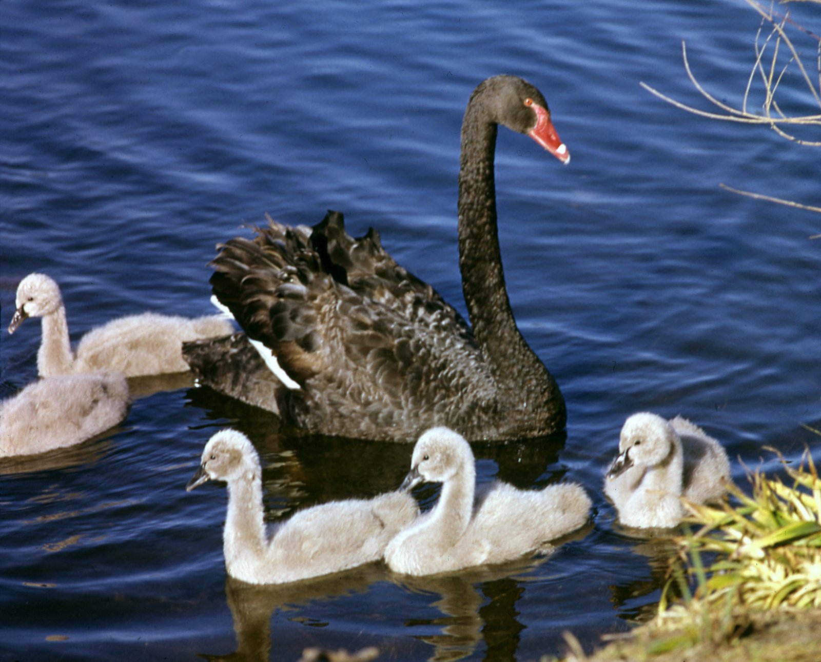 Cygnus_atratus_Black_Swan_with_chicks.jpg