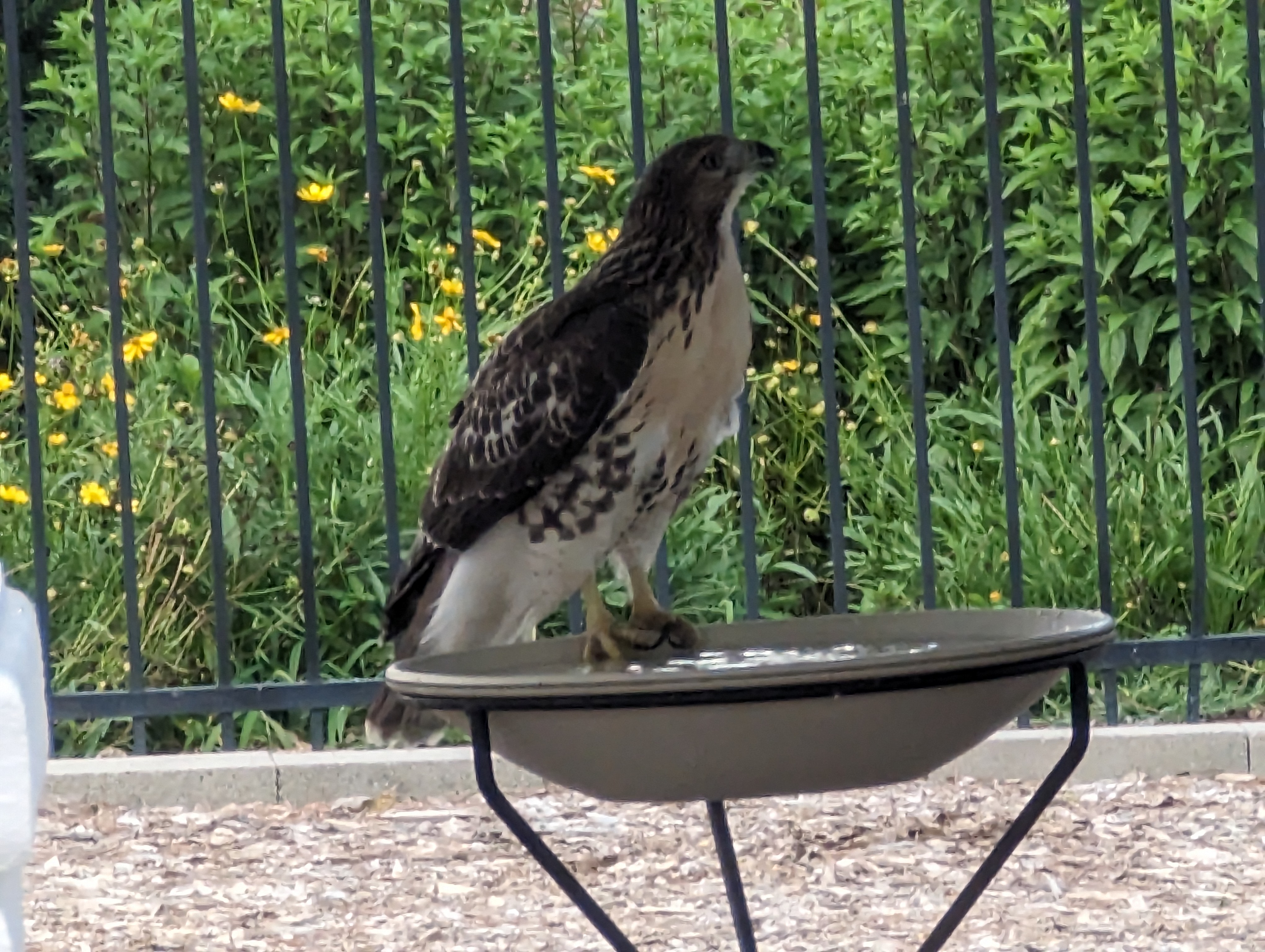 Coopers Hawk 2023-07-02.jpg